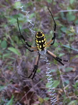 Image of Black-and-Yellow Argiope