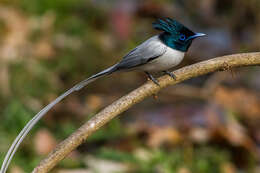 Image of Asian Paradise-Flycatcher