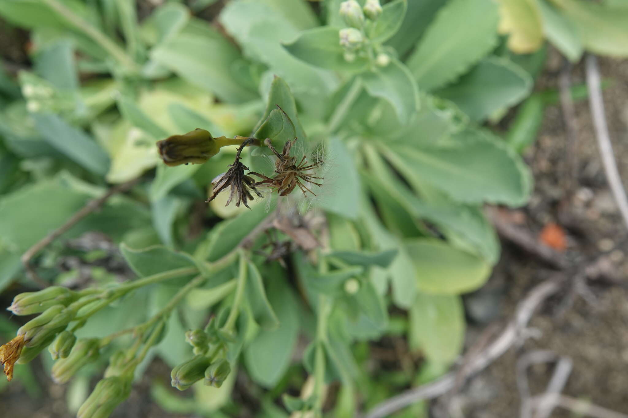 Imagem de Crepidiastrum taiwanianum Nakai