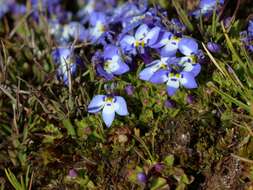 Image of Lobelia erlangeriana Engl.