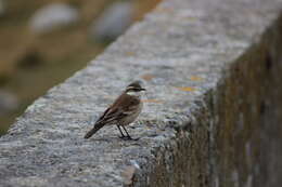 Image of Cream-winged Cinclodes