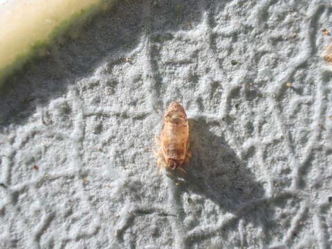 Image of Blue gum psyllid