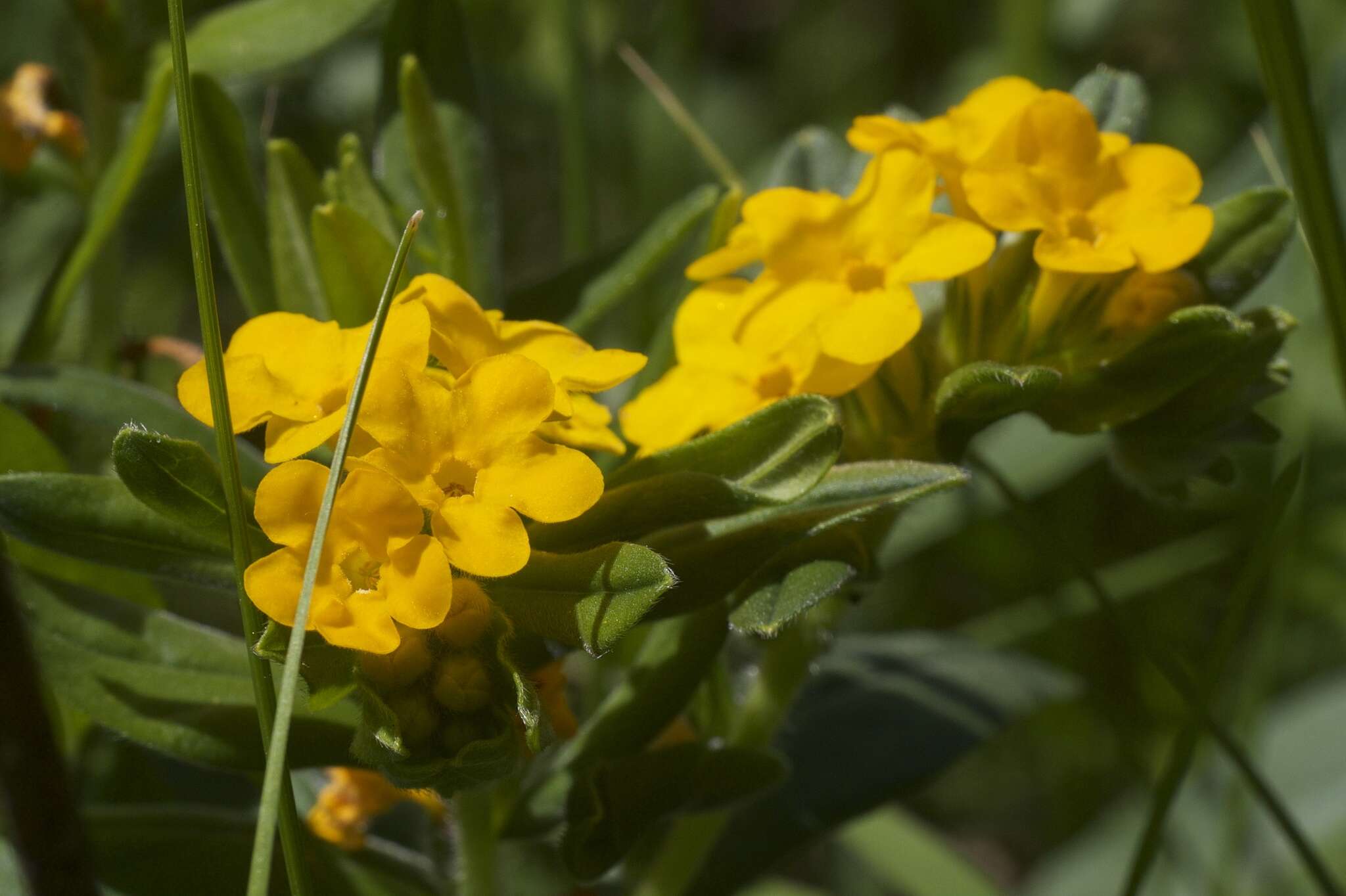 Image of hoary puccoon