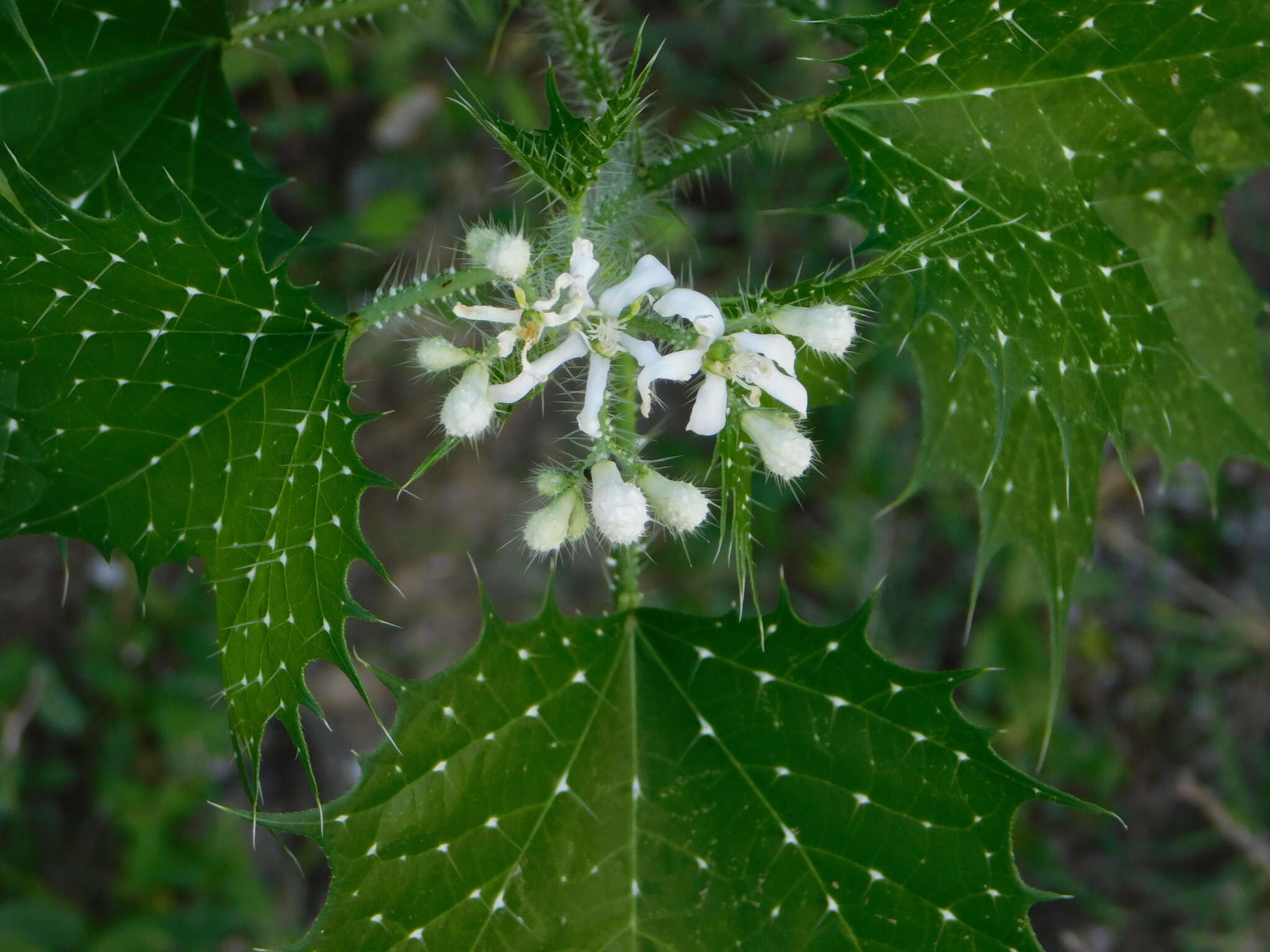 Image of mala mujer