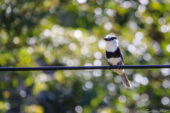 Image of White-necked Puffbird