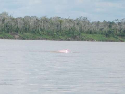 Image of river dolphins