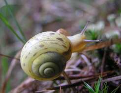 Image of brush snail