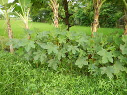 Image of okra