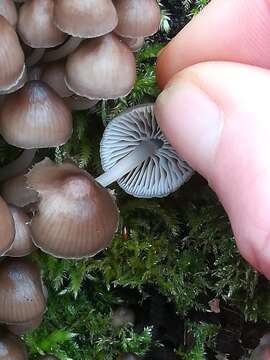 Mycena tintinnabulum (Paulet) Quél. 1872 resmi