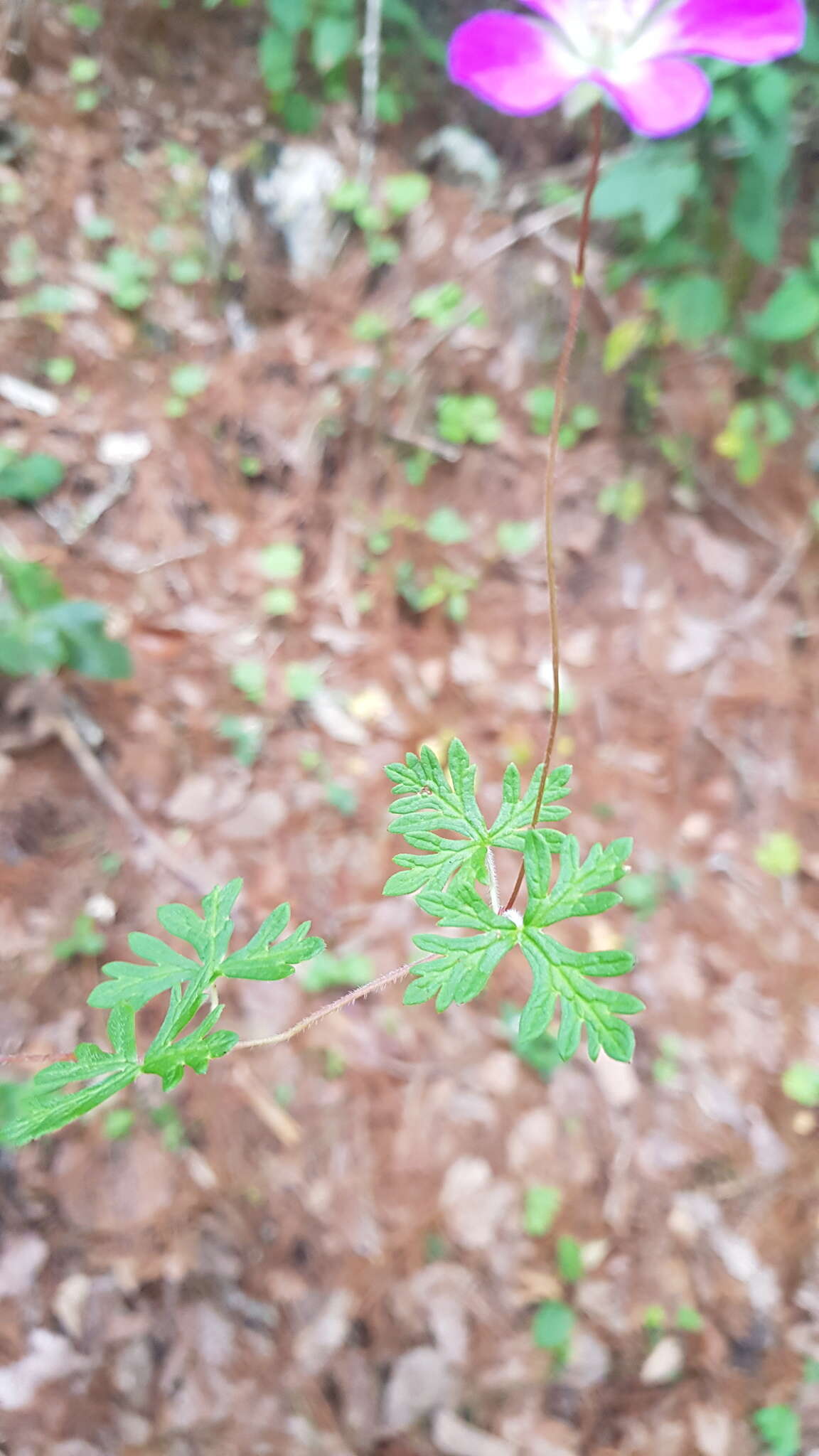 Image of Geranium potentillifolium DC.