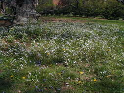 Image of Virginia springbeauty