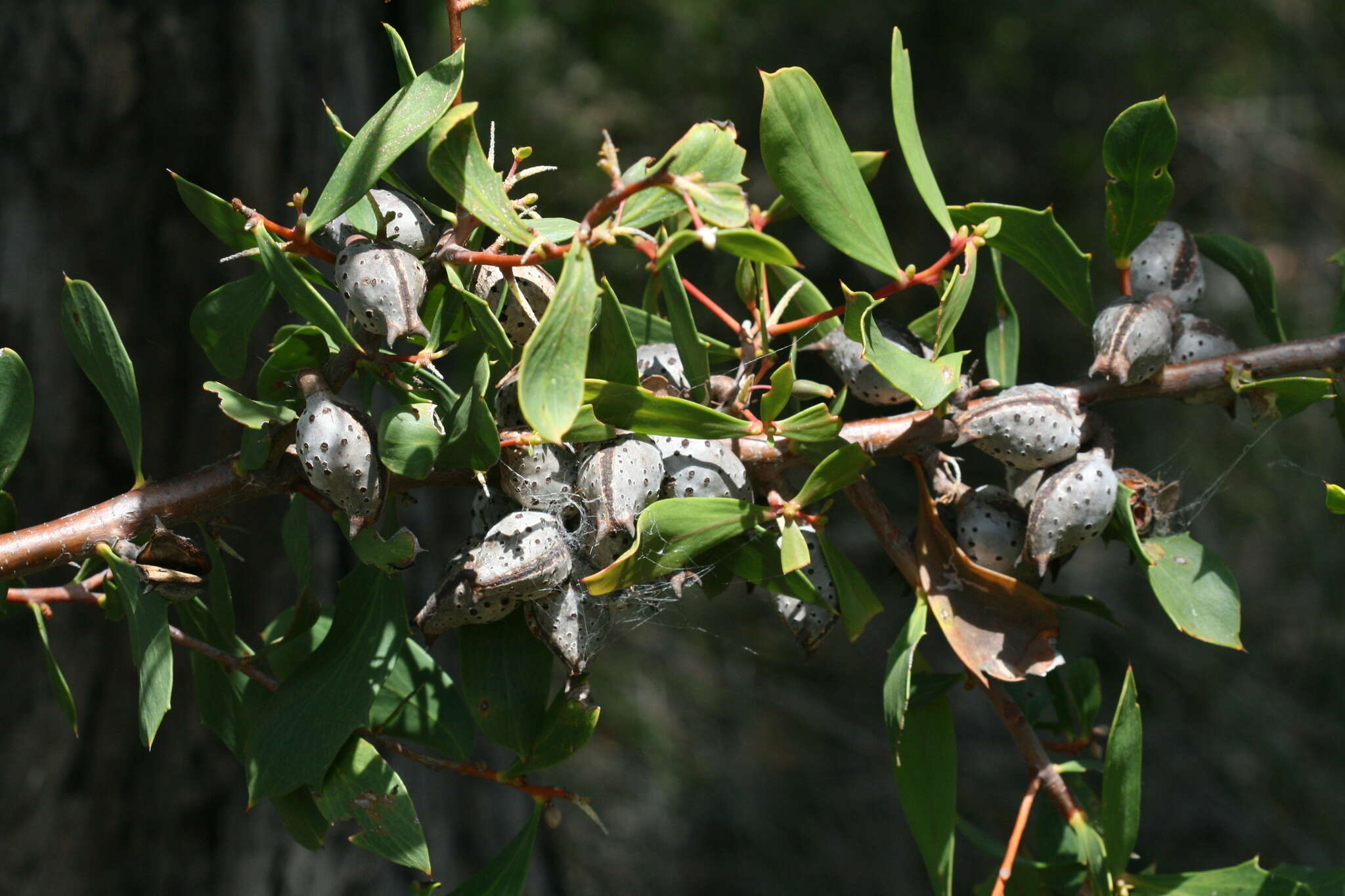 Image of Hakea oleifolia (Sm.) R. Br.