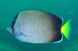 صورة Chaetodon dolosus Ahl 1923