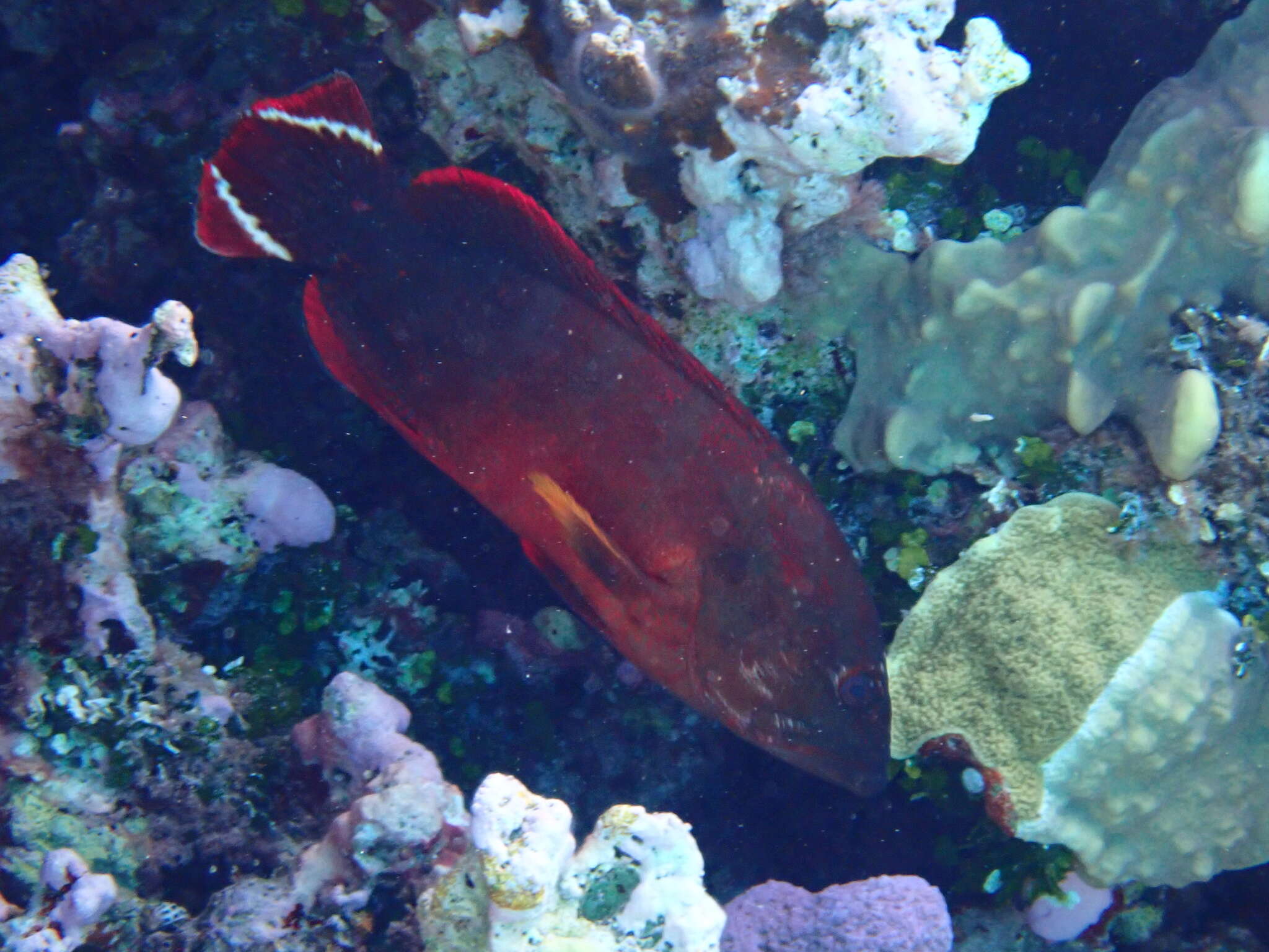 Cephalopholis urodeta (Forster 1801) resmi