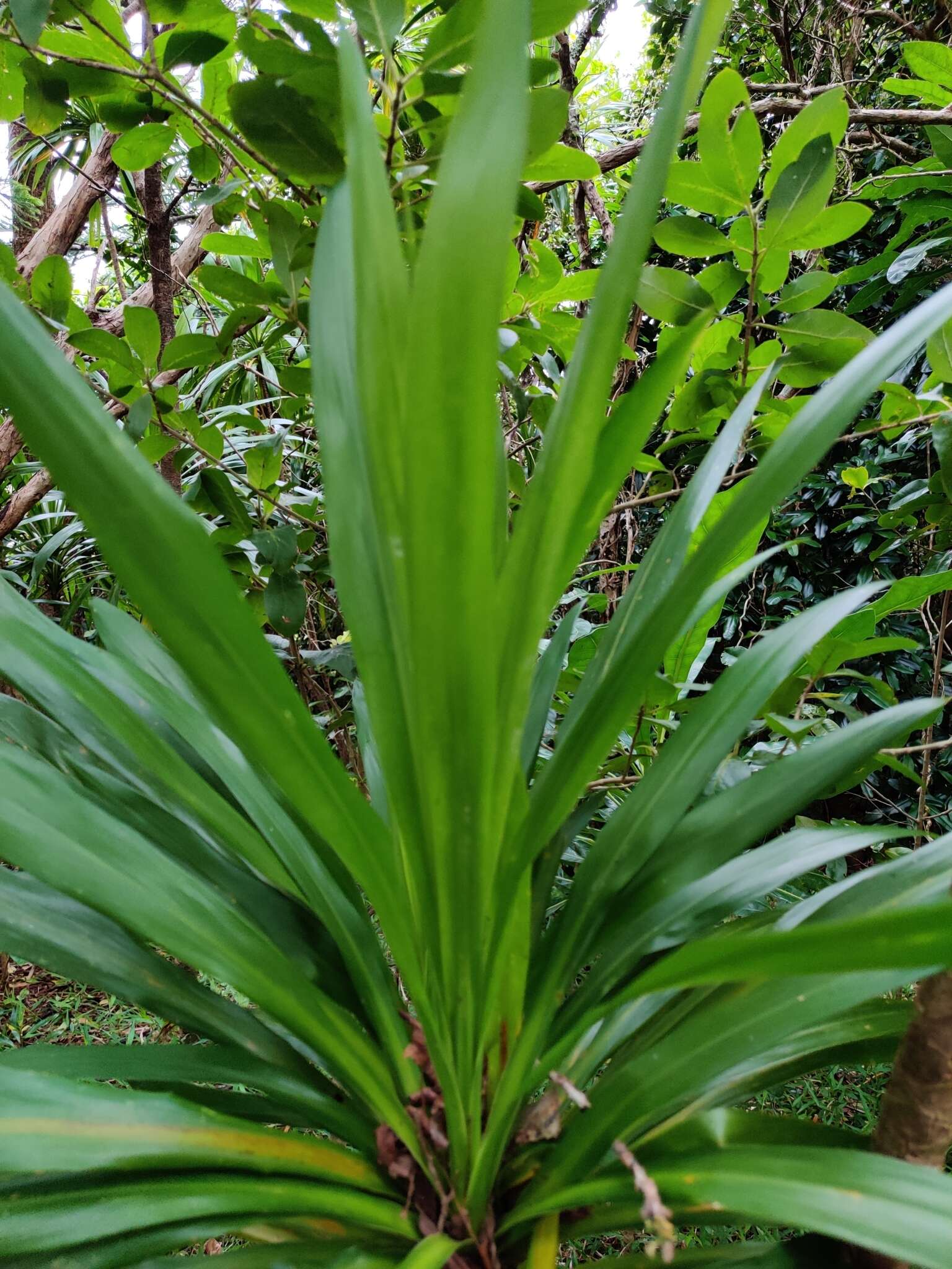 Image of Cordyline obtecta (Graham) Baker