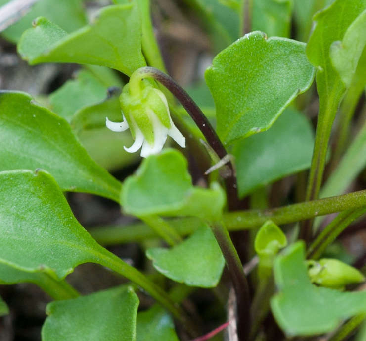 Image of Viola hederacea subsp. cleistogamoides L. Adams