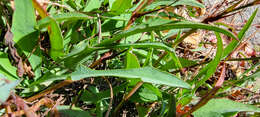 Image of mountain dwarfdandelion