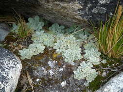 Plancia ëd Chersodoma antennaria (Wedd.) Cabrera