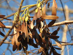 Image of Gyrocarpus jatrophifolius Domin