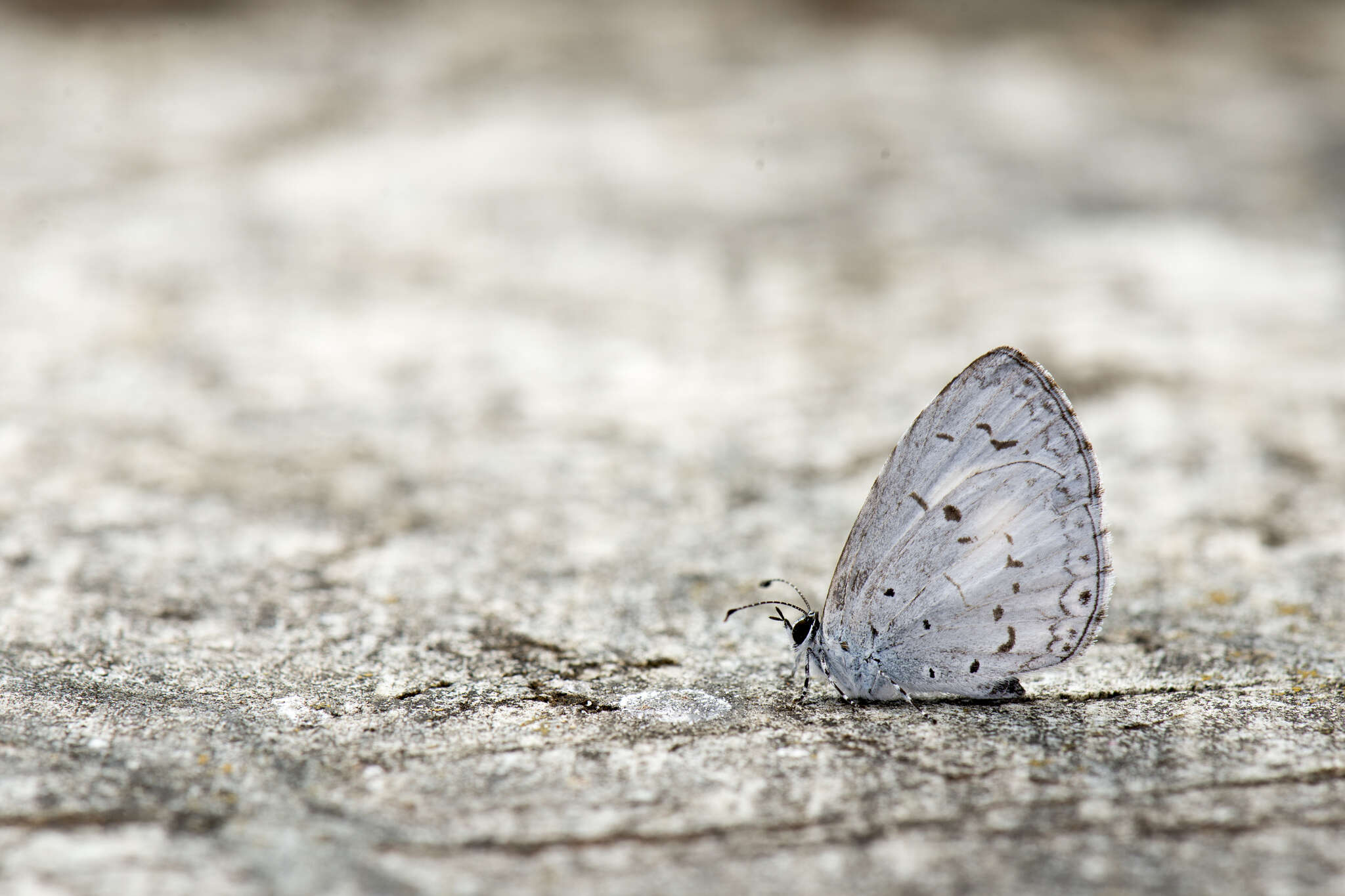 Image of Acytolepis puspa myla (Fruhstorfer 1909)