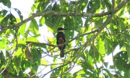 Image of Dusky-backed Jacamar