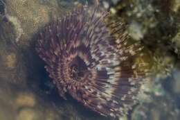 Image of Indian feather duster worm