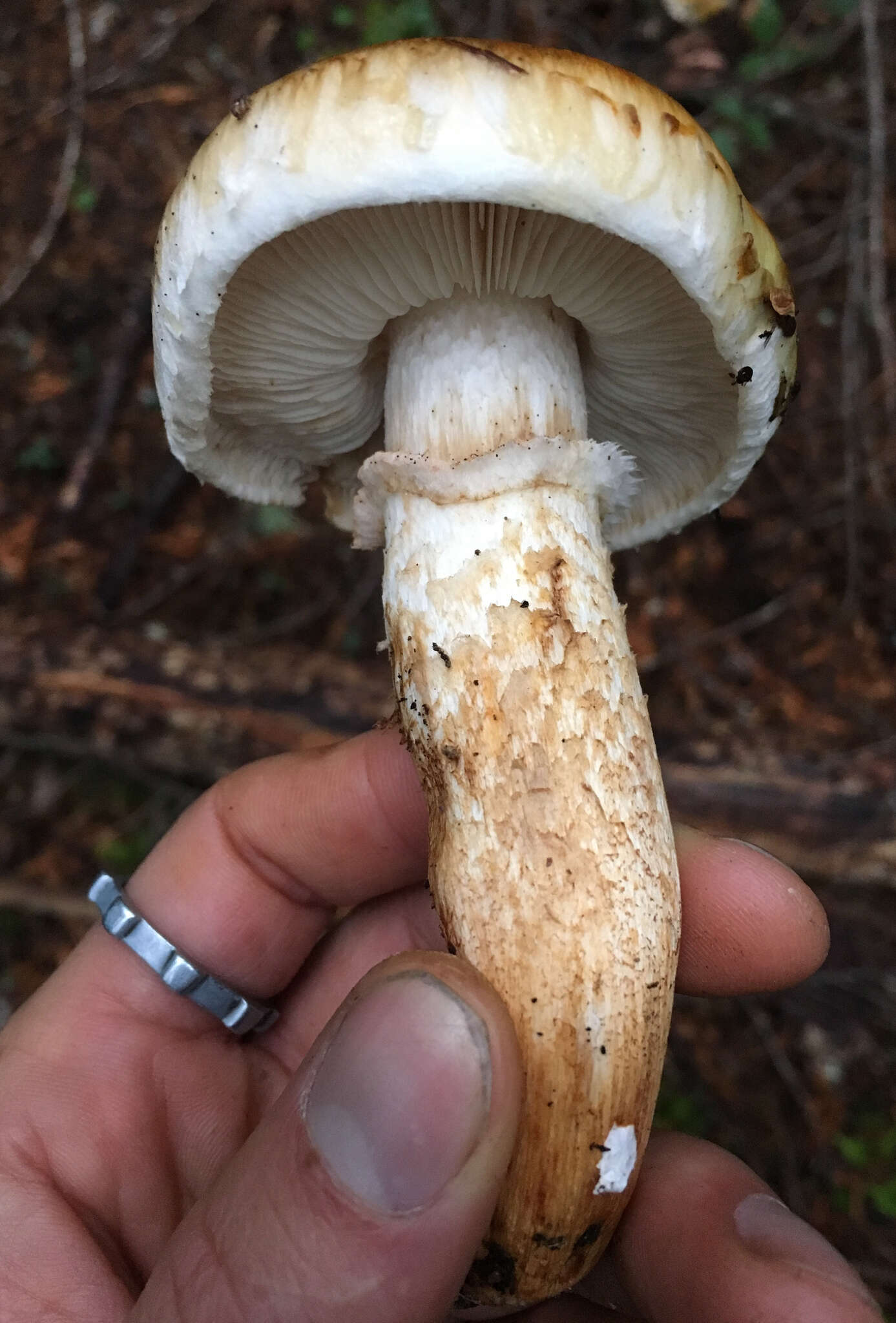 Image of Tricholoma focale (Fr.) Ricken 1914