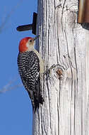 Image of Red-bellied Woodpecker