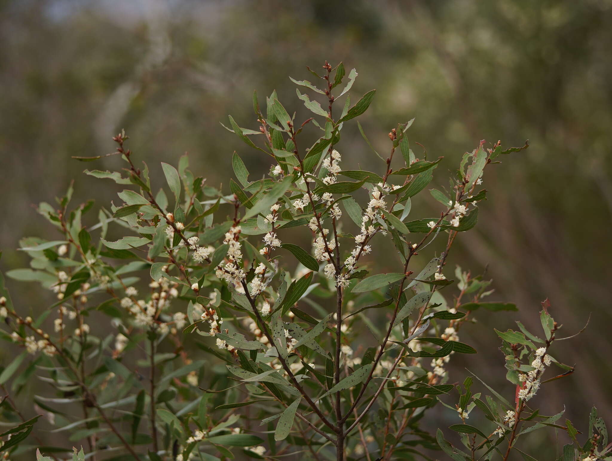 Image of Hakea dactyloides (Gaertn. fil.) Cav.