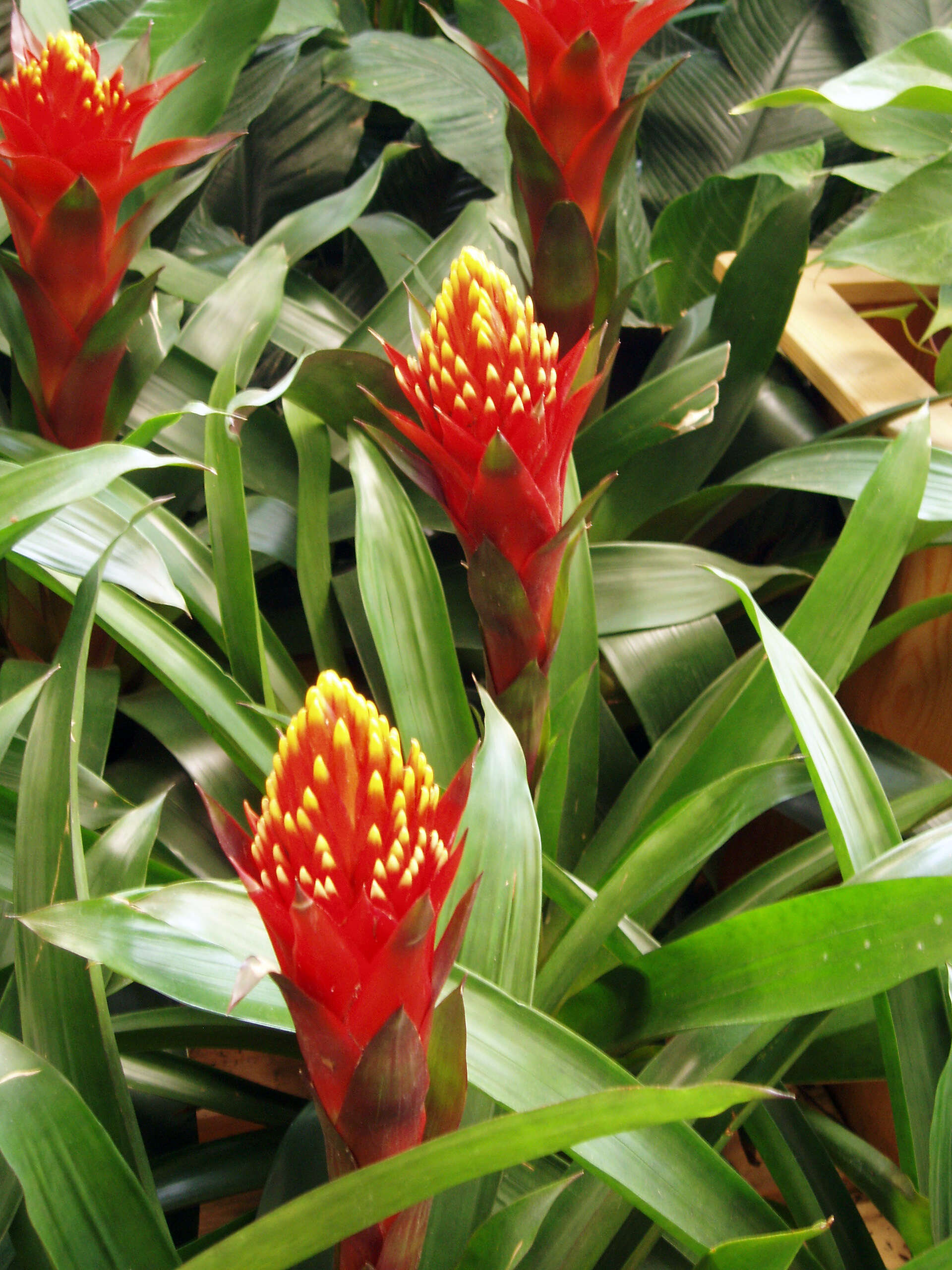 Image of Guzmania conifera (André) André ex Mez