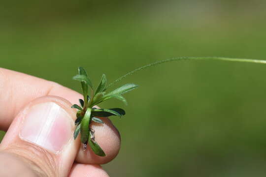 Image of Androsace obtusifolia All.