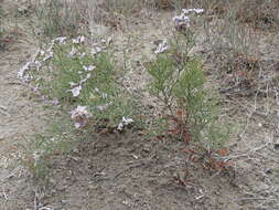 Image of Limonium bellidifolium (Gouan) Dumort.