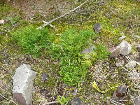 Image of clubmoss