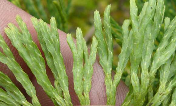 Image of clubmoss