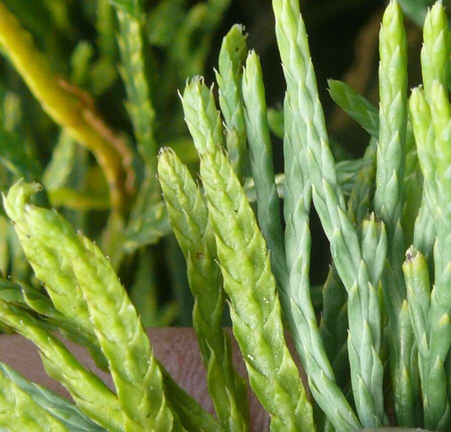 Image of clubmoss