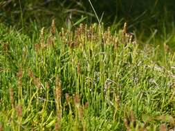 Image of clubmoss