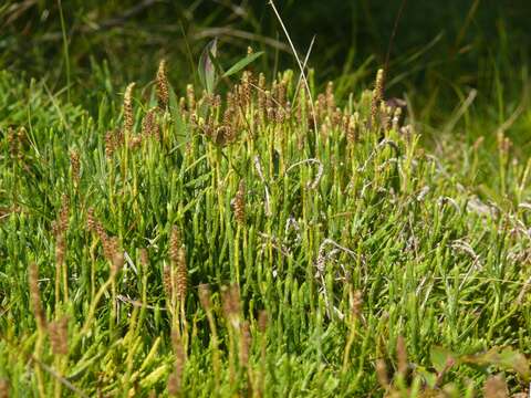 Image of clubmoss