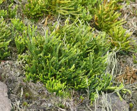 Image of clubmoss