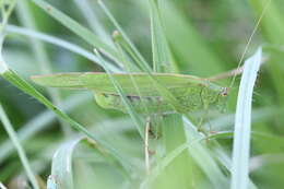 Image of sickle-bearing bush-cricket