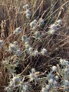 Imagem de Eryngium vaseyi Coult. & N. E. Rose