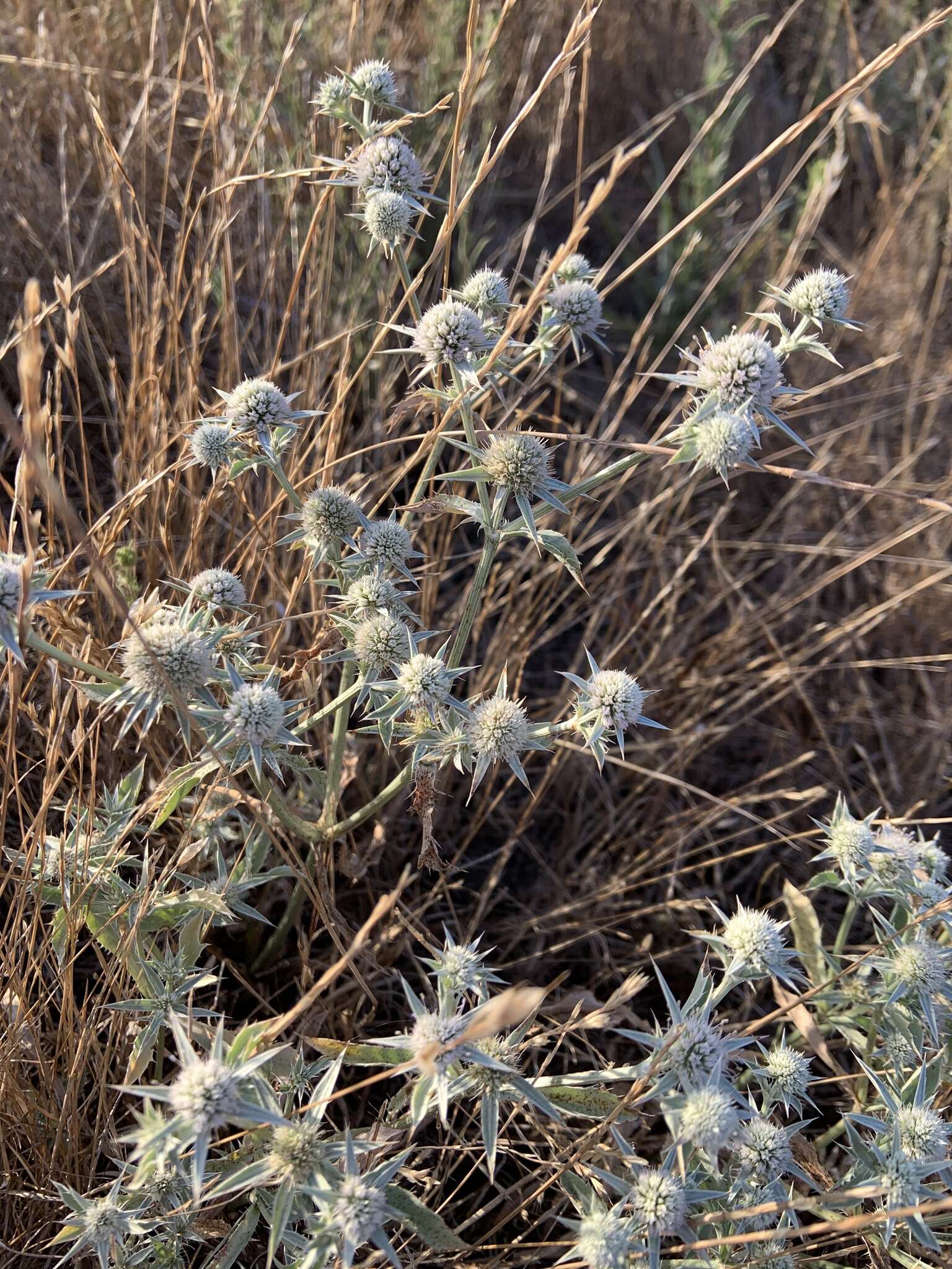 Imagem de Eryngium vaseyi Coult. & N. E. Rose