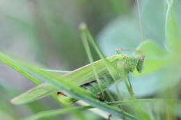 Image of sickle-bearing bush-cricket