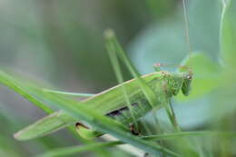 Image of sickle-bearing bush-cricket