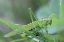 Image of sickle-bearing bush-cricket