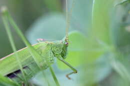 Image of sickle-bearing bush-cricket