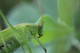 Image of sickle-bearing bush-cricket