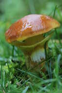 Image of Suillus grevillei (Klotzsch) Singer 1945