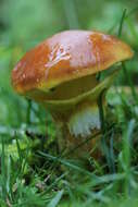 Image of Suillus grevillei (Klotzsch) Singer 1945