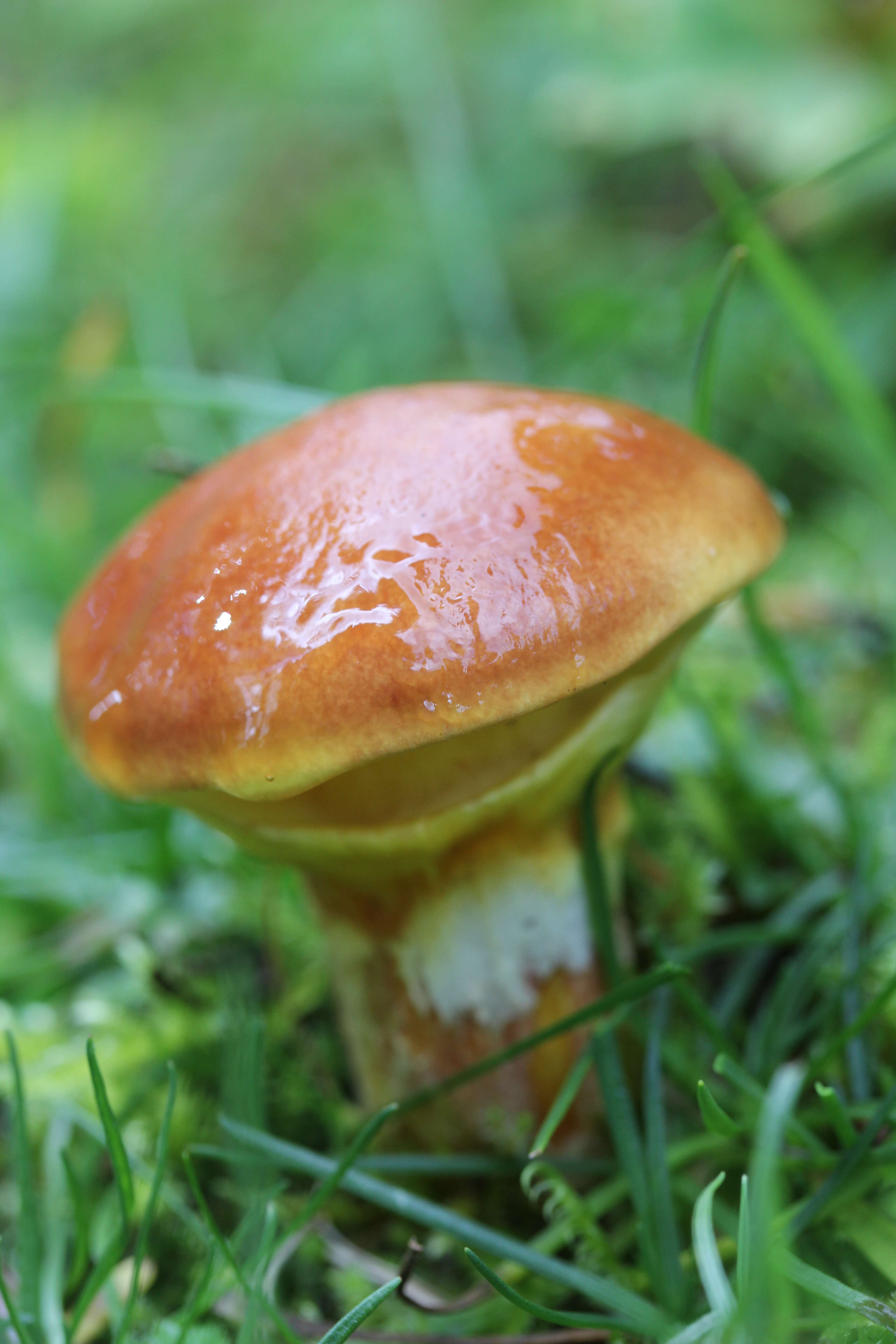 Image of Suillus grevillei (Klotzsch) Singer 1945