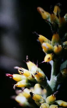 Image of Aechmea mertensii (G. Mey.) Schult. & Schult. fil.